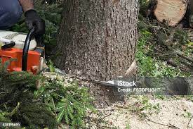 Best Fruit Tree Pruning  in Mccall, ID
